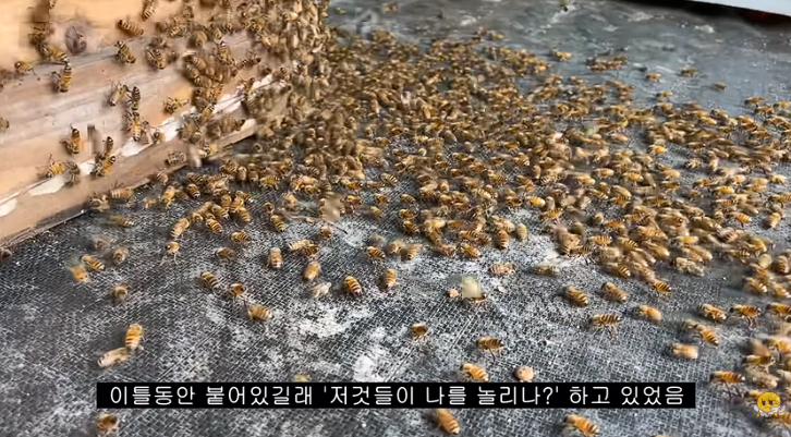 돌아온 가출 벌들을 위한 '웰컴 춤'과 해피엔딩 합봉
