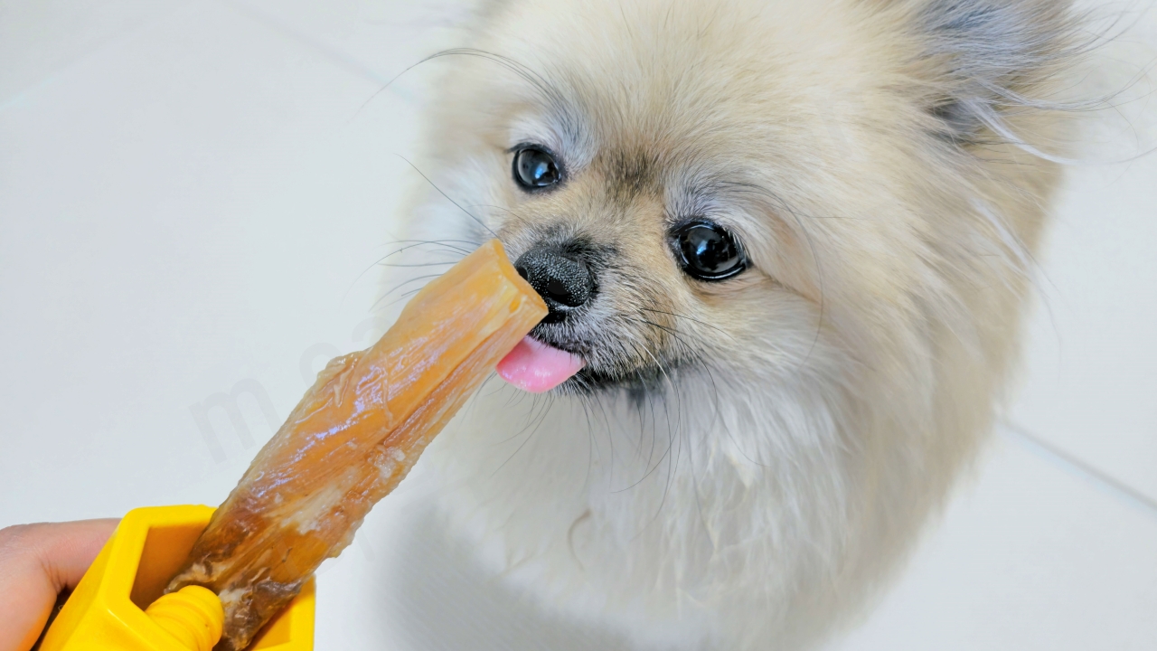 강아지가 사슴 힘줄 개껌을 먹으려는 모습