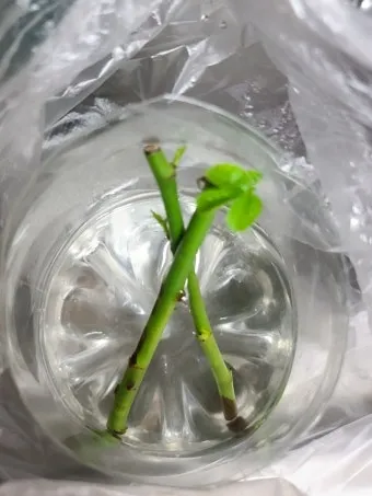 꺾꽂이 번식 시기선정 도구준비 삽목토관리 뿌리내리기 쉬운 식물_10