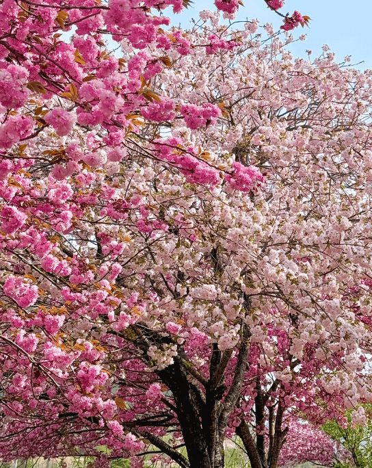 경주선덕여왕길