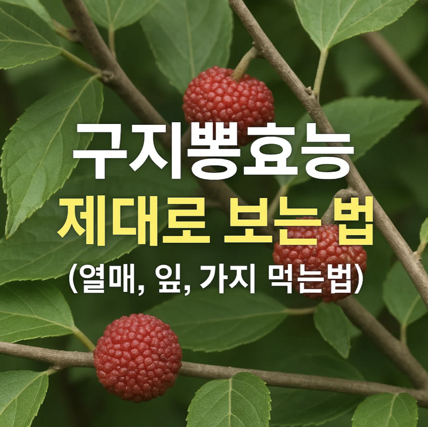 구지뽕효능 제대로 보는 법 (열매, 잎, 가지 먹는법)