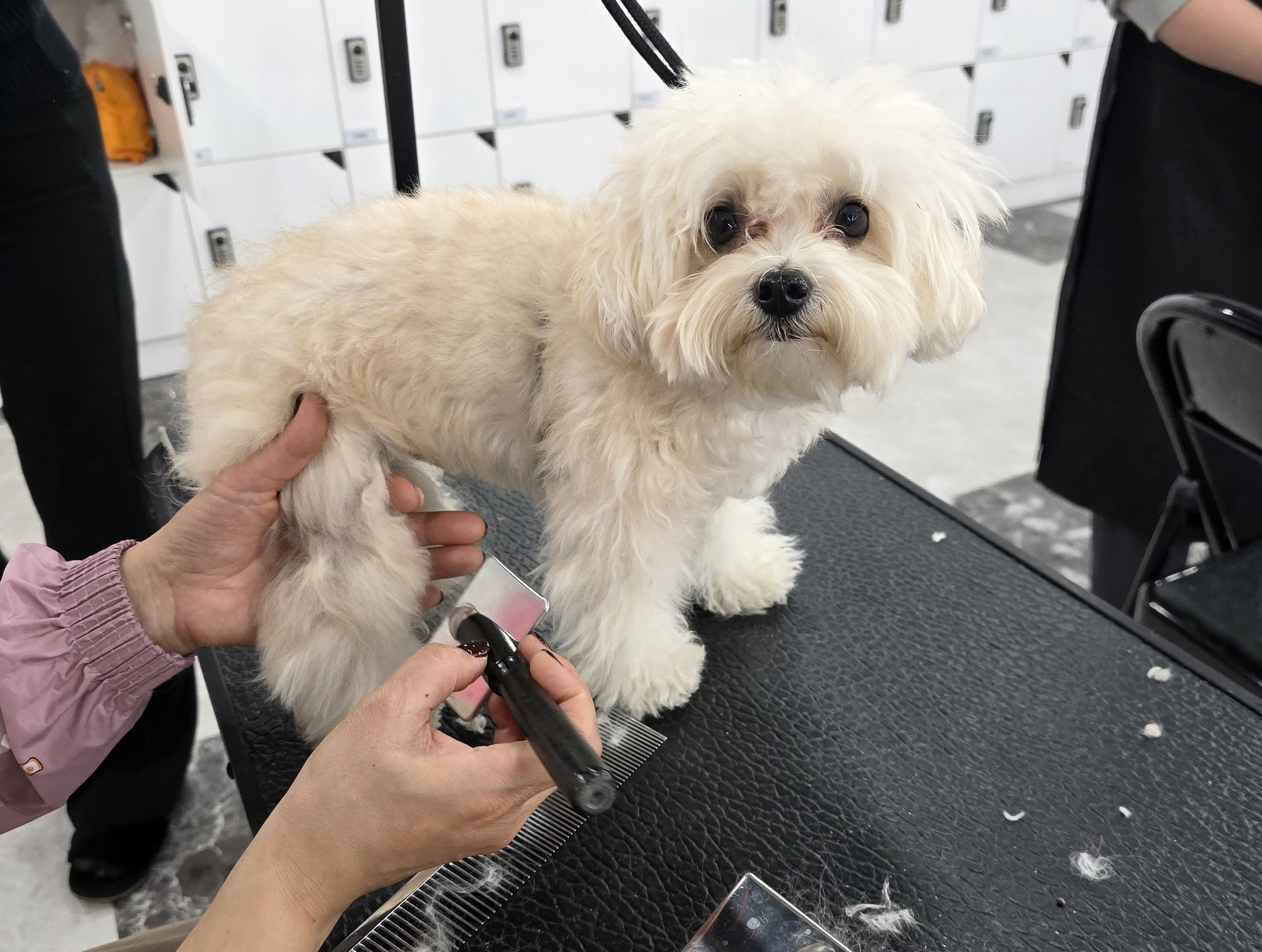 구리애견미용국비지원학원