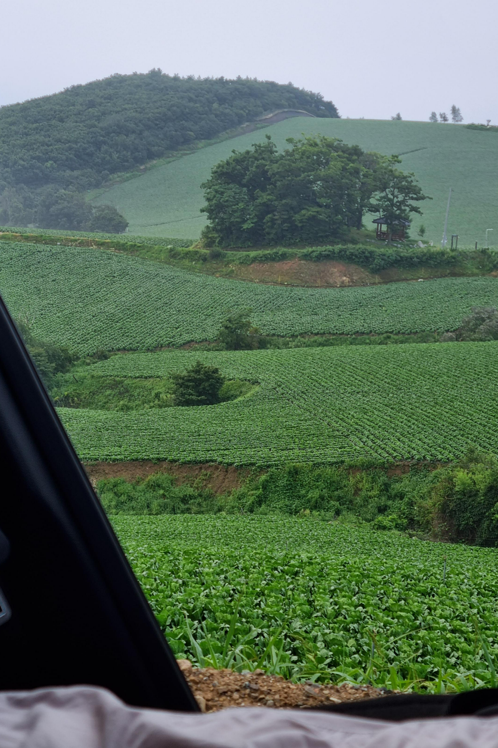 새벽의_안반데기