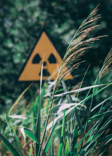 방사능 지대에서 자라는 식물