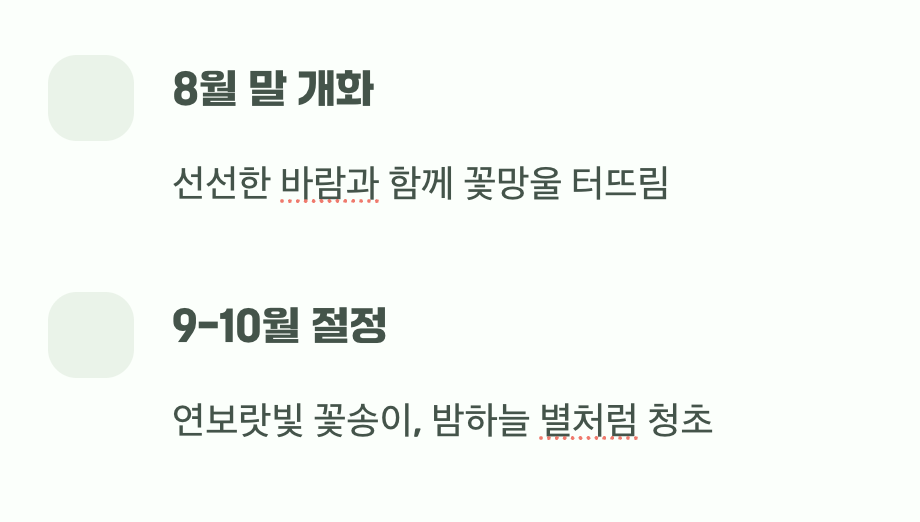 가을의 문턱&amp;#44; 마침내 시작되는 보랏빛 축제