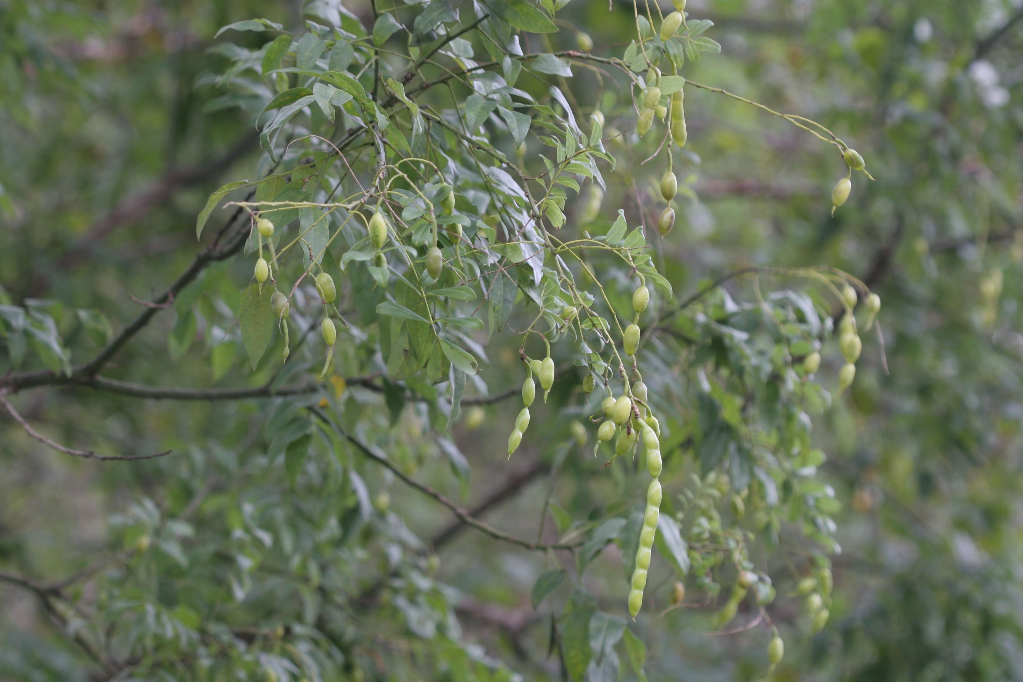 회화나무(Styphnolobium japonicum): 회화나무는 여름철 연한 황백색 꽃이 피는 낙엽성 활엽수로, 도심 가로수나 공원수로 많이 심어진다. 잎은 깃털처럼 배열되며, 씨앗이 콩처럼 매달리는 것이 특징이다. 내공해성이 강해 도심에서도 잘 자라며, 전통적으로 약재로 활용되기도 한다.