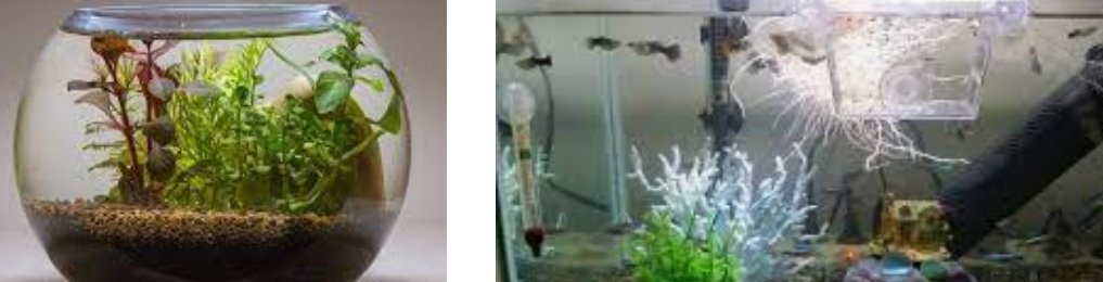 어항 물갈이 하는법