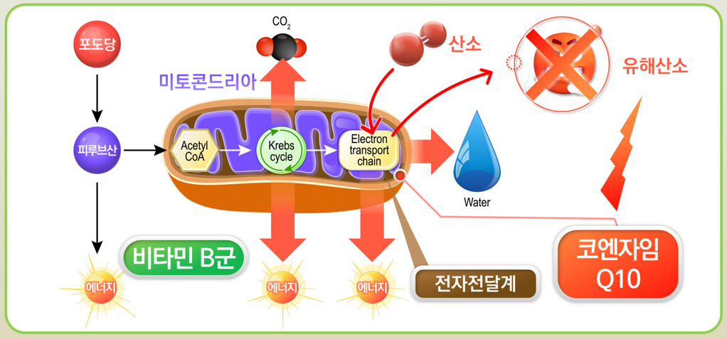 코큐텐 기전