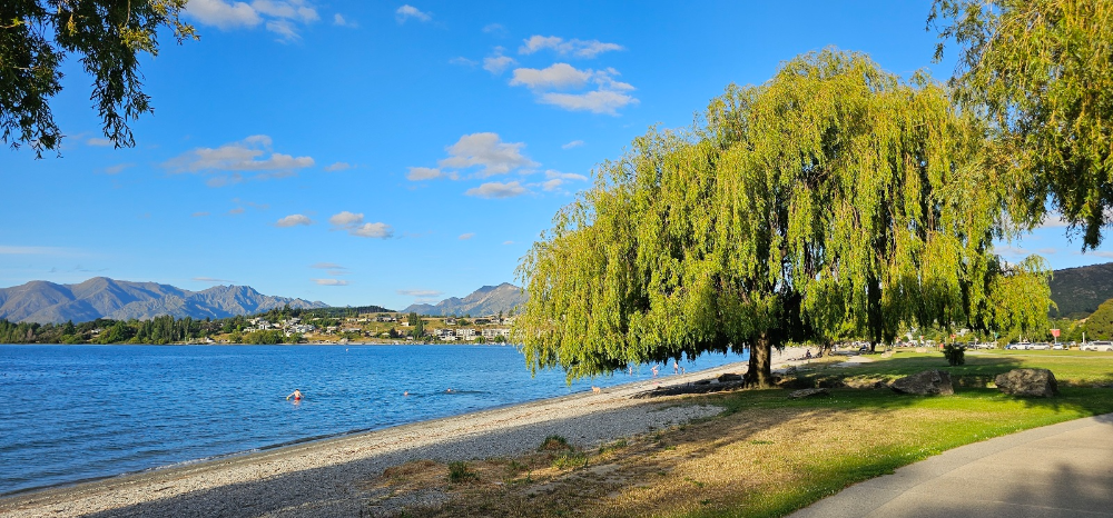 와나카 호수와 호수 변에 있는 큰 나무