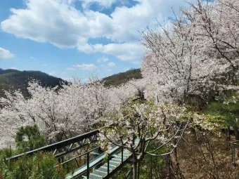 경기도 봄 여행지 추천 10곳 완벽 코스 가이드북_3