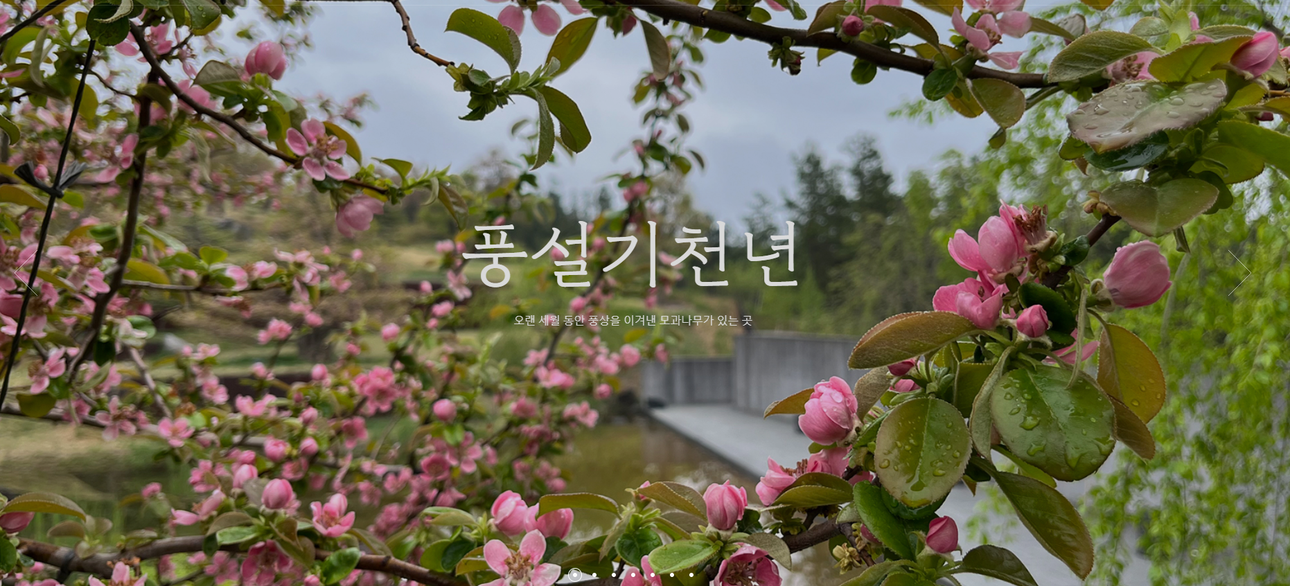 경북 대구 군위 사유원 매화축제