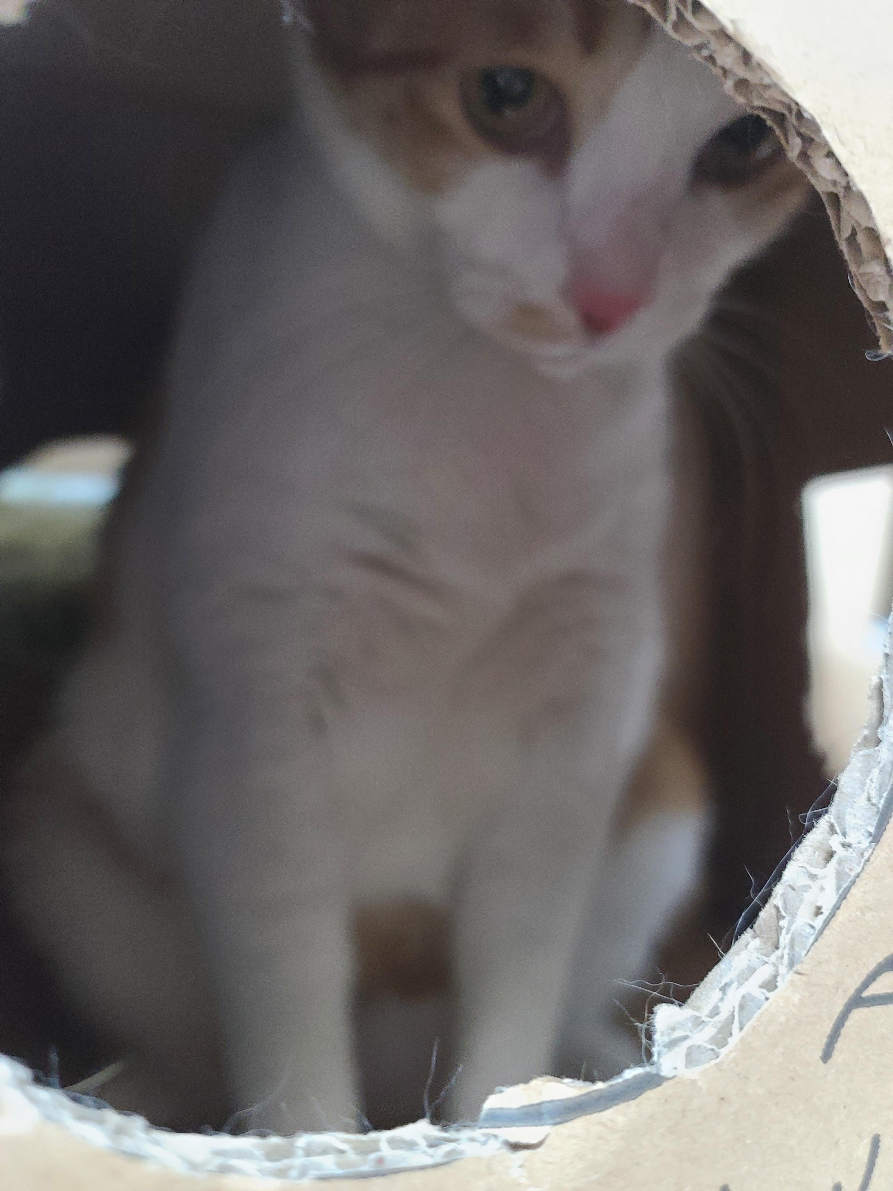 고양이들에게 귀여운 박스놀이터가 생겼다.(feat.가성비 좋은 고양이장난감)