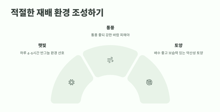 수국 키우는법 초보자도 쉽게 2