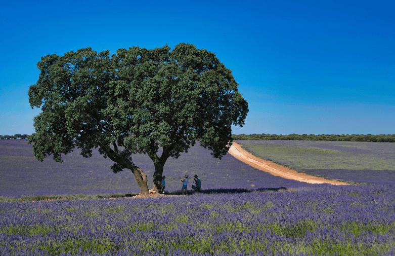 허브 재배 초보자 가이드, 라벤더 농장