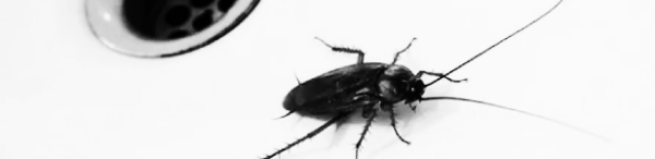 베이킹 소다 등