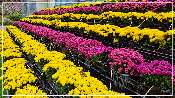 2025 태안 가을꽃 박람회 이미지 / 출처: 코리아플라워파크