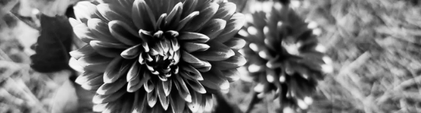 다알리아 꽃말: 감사