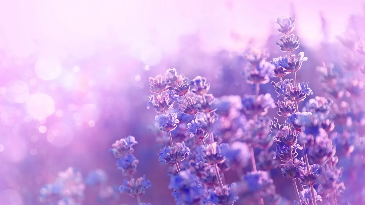 차 한잔하실래요 완벽 힐링 음악_1