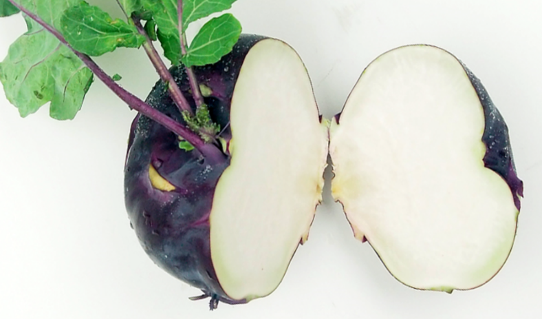 콜라비를 쩌개 놓은 단면