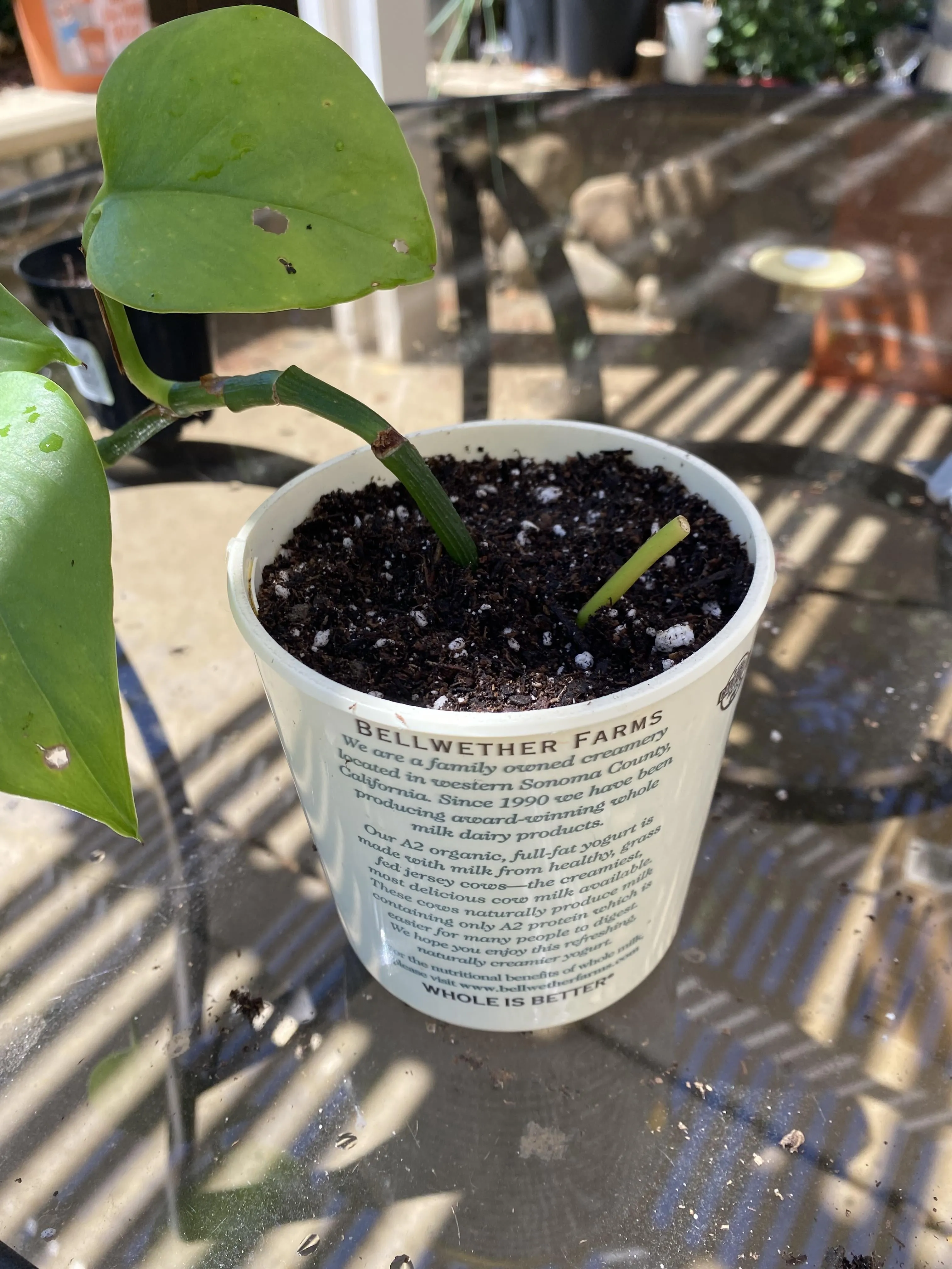 실내식물 초보 체크리스트 물주기 빛 습도 분갈이 한눈에 정리_5