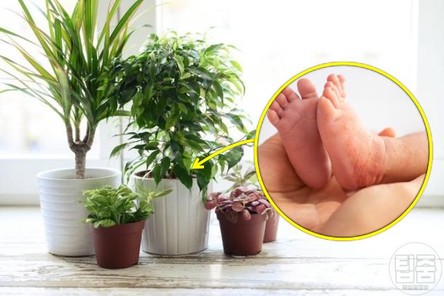 알레르기 비염 가려움증 원인 화분