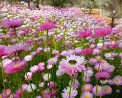  종이꽃(로잔테) 이미지 사진