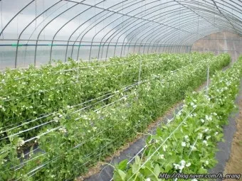 완두콩 재배 추위 견디기 지주 세우기 꼬투리 수확_5