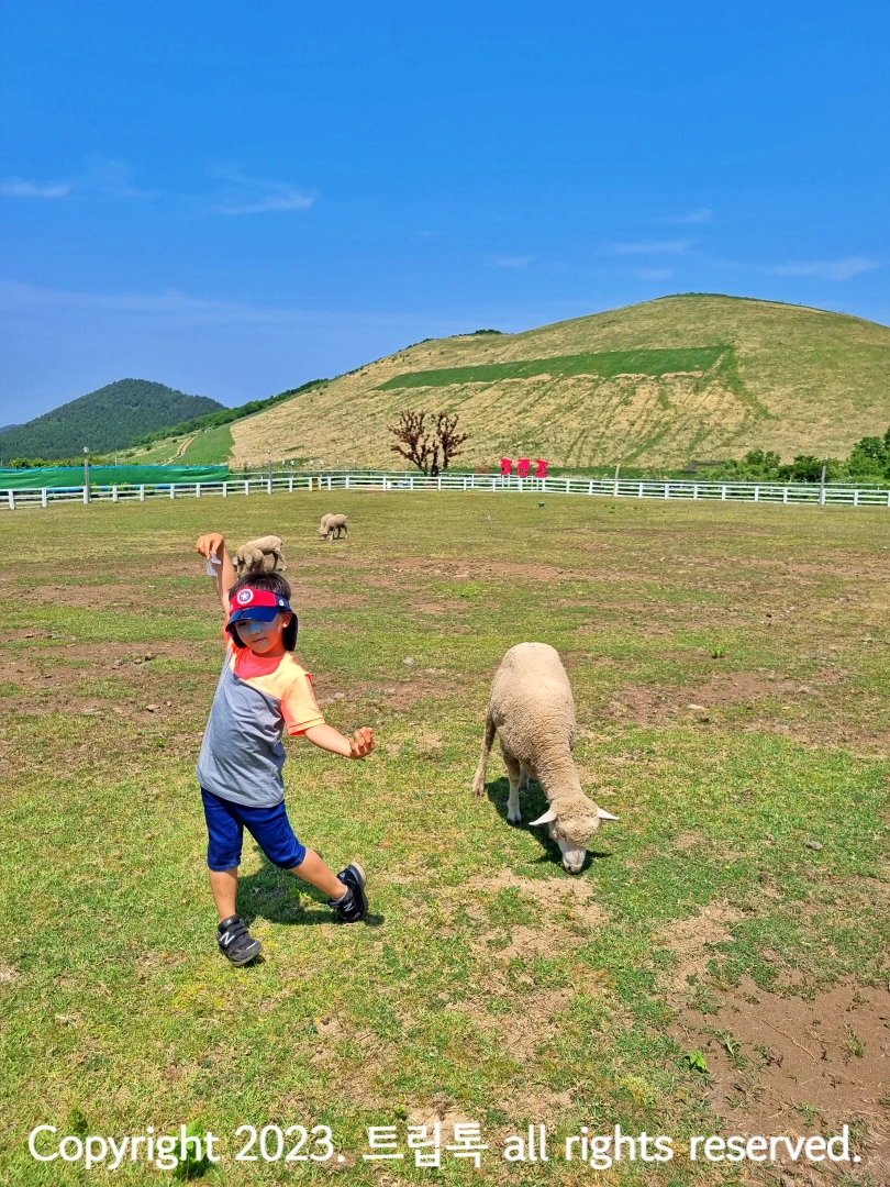풀뜯는 양 옆에서 포즈를 취하는 아이