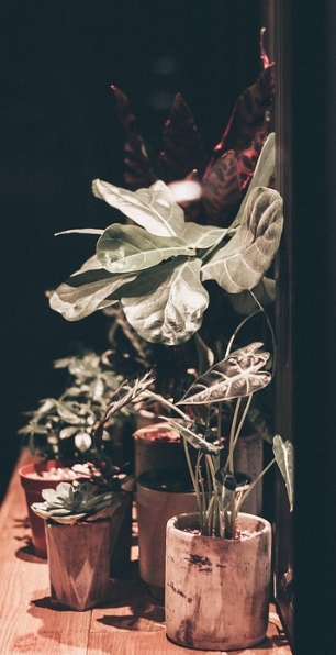 밤에 보이는 화분의 모습