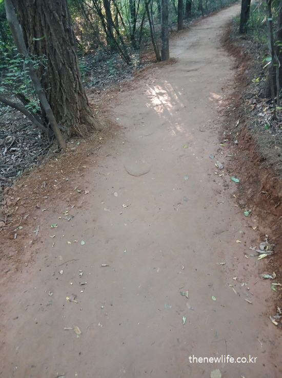 낙엽과 흙이 뒤섞인 평탄한 숲속 흙길, 서울 어린이대공원의 맨발 걷기 지면 상태-서울 맨발 걷기 좋은 곳