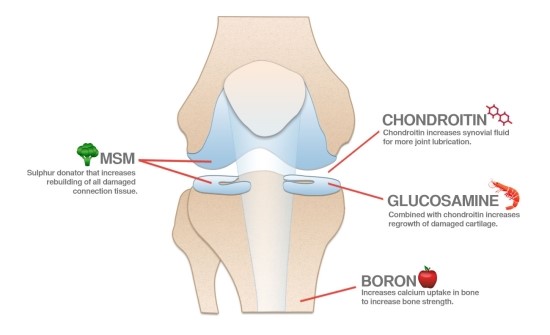 콘드로이친, 글루코사민이 모두 건강에 지원하는 보충제 이지만, 작용방식에 차이가 있다는 것을 보여주는 이미지.