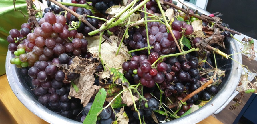 포도 효능 부작용