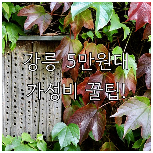 강릉 5만원대 가성비 호텔 5곳 위치..