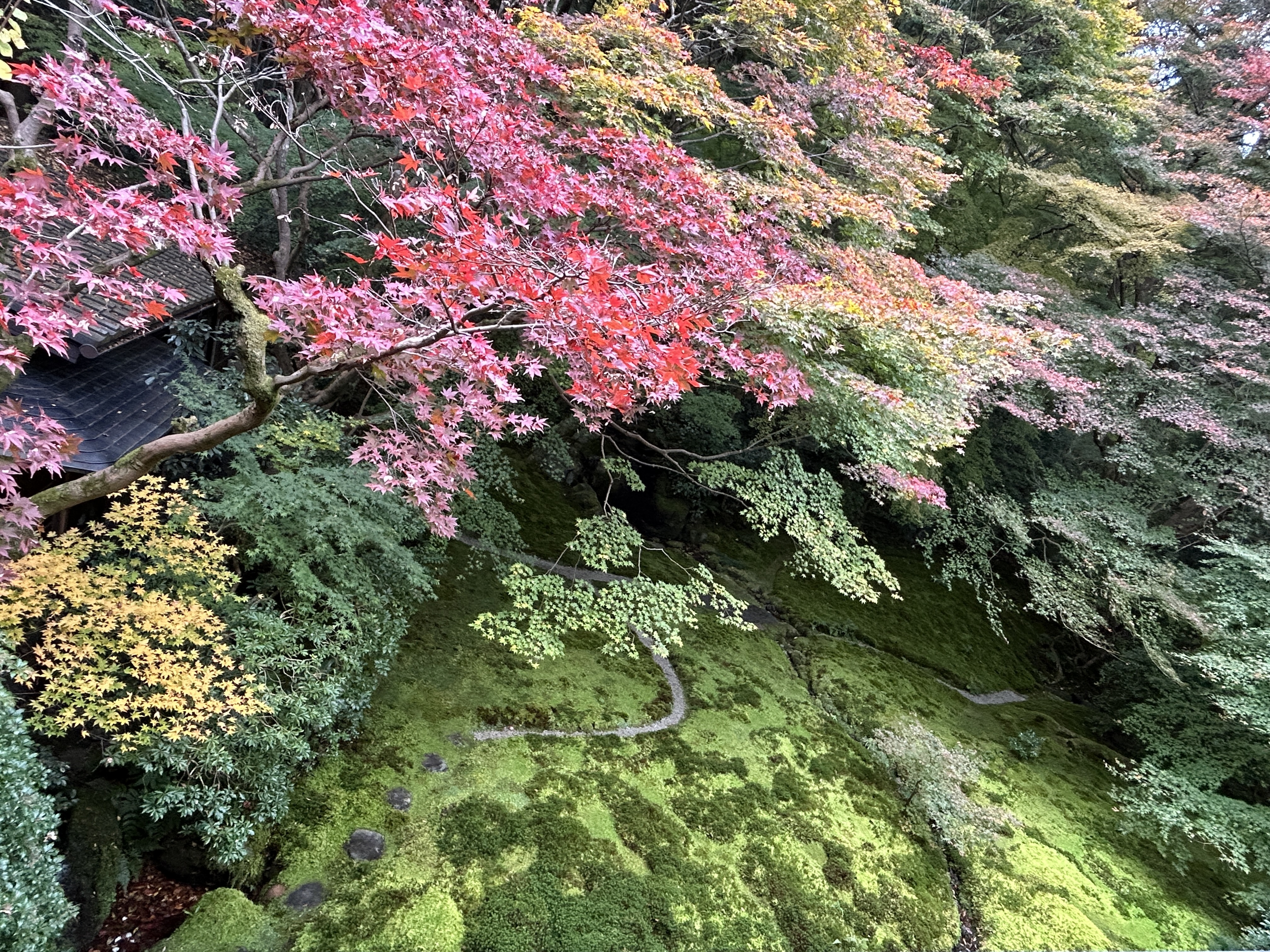 오사카 현지인도 간다! 교토 루리코인 가을단풍 명소 후기 관련사진