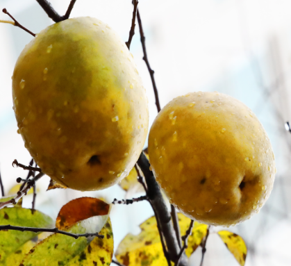 모과청 만드는법