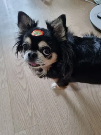 전 세계에서 가장 비싼 강아지 TOP20 몸값 높은 명품견 총정리 안내_29