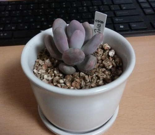 식물 영양제의 종류와 차이 (알비료, 액비, 앰플형)