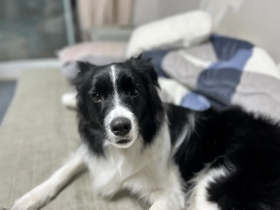 바다게 엎드려 있는 흰색과 검은색의 얼룩무늬 개