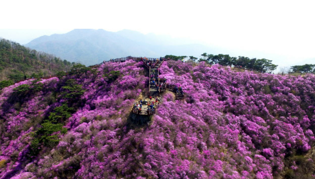 2026 여수 영취산 진달래축제 안내