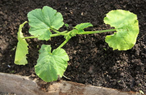 애호박 모종 심기