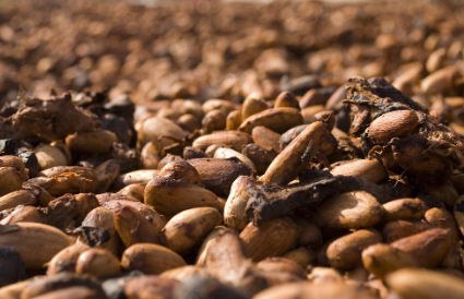 카카오 수확 모습