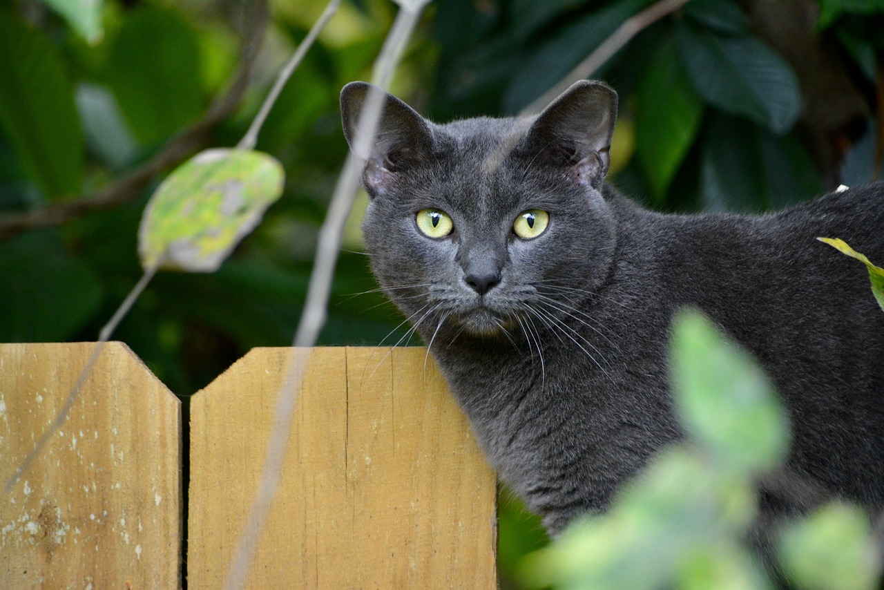 코랏(Korat)