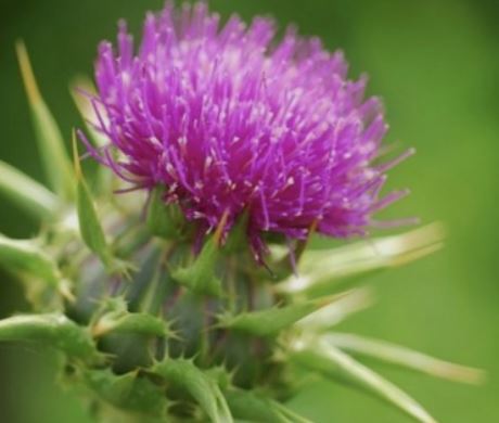 투비컷-효능-효과