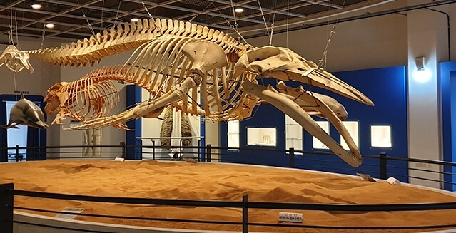 장생포고래박물관