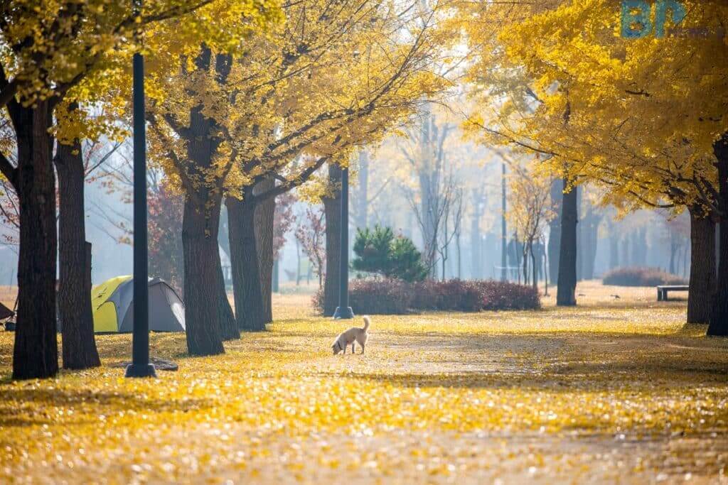 강천섬유원지 (경기도 여주)