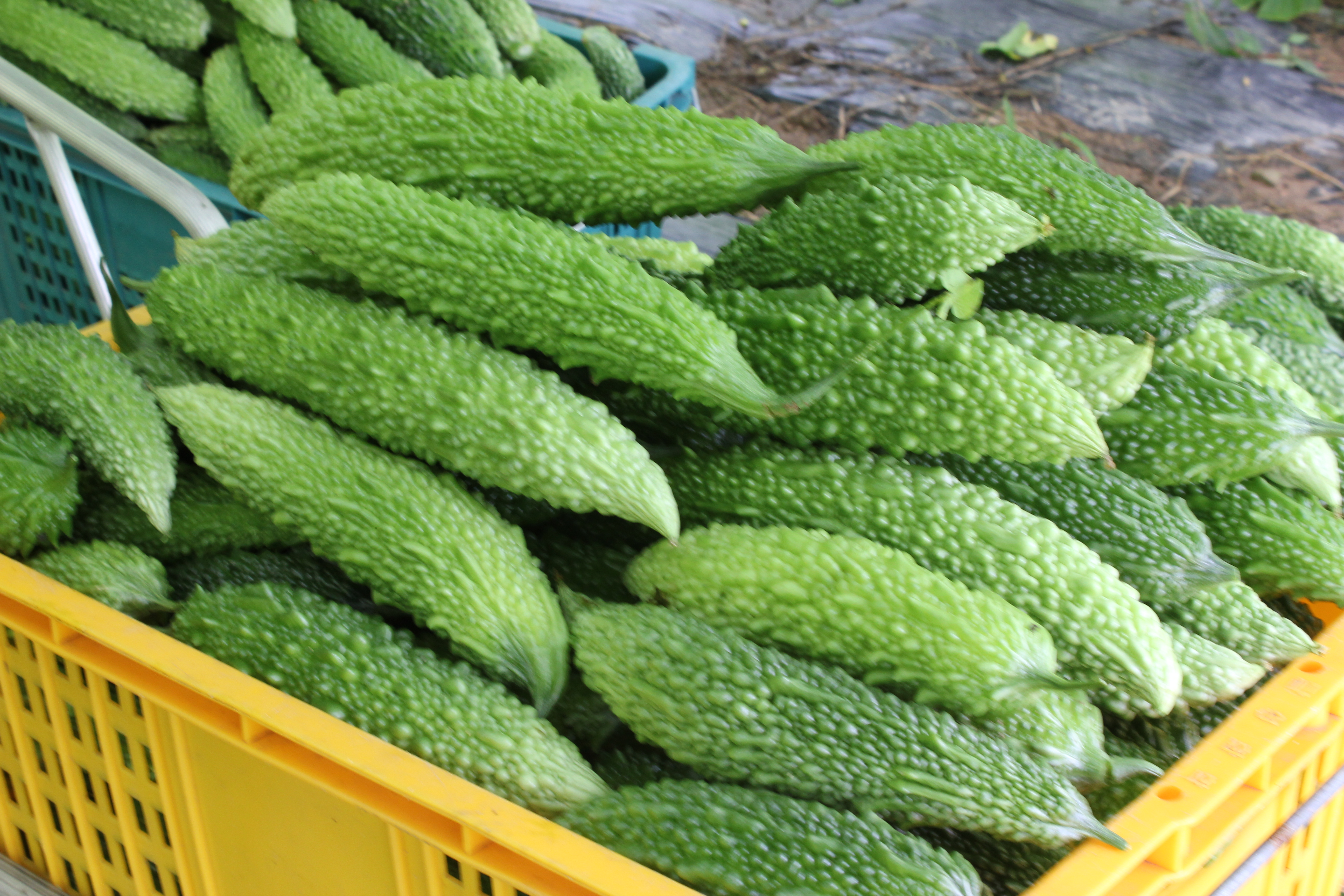 몸티나진여주즙