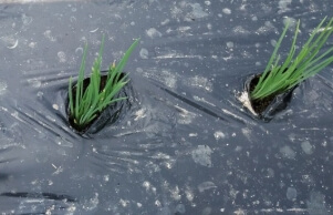 쪽파 심는 시기 완벽 가이드