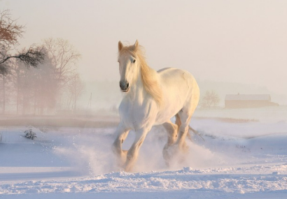 말꿈 상황별 해몽