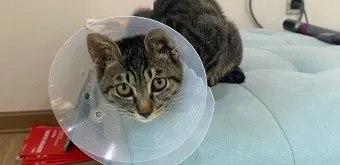 고양이 중성화 비용 수술시기 관리_12