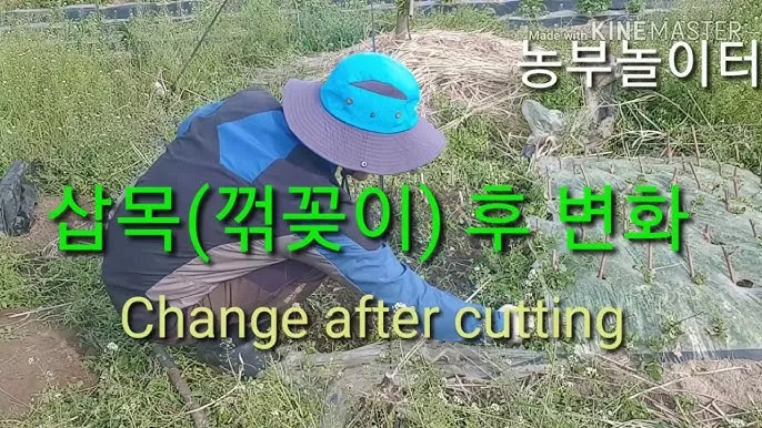 꺾꽂이 번식 시기선정 도구준비 삽목토관리 뿌리내리기 쉬운 식물_6